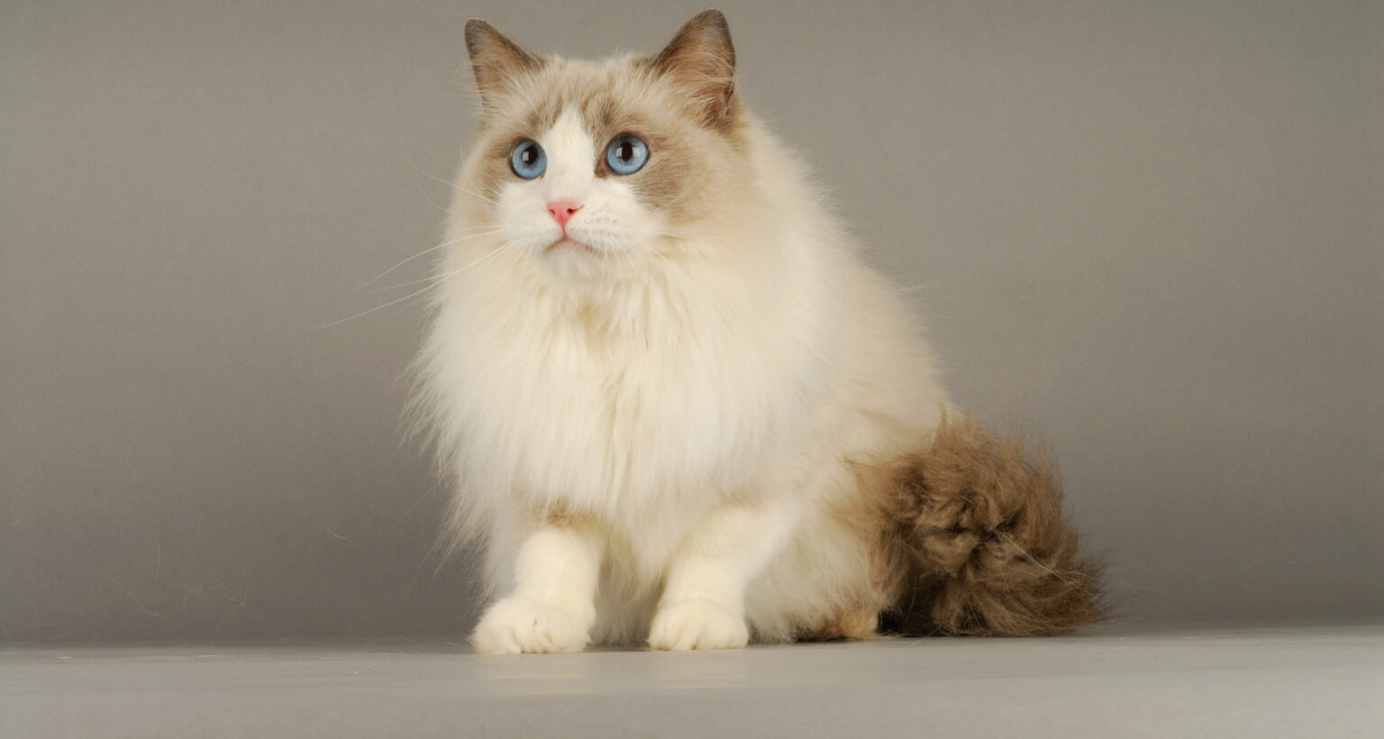 8 Gorgeous Beige Cream Cat Breeds - Barkmind