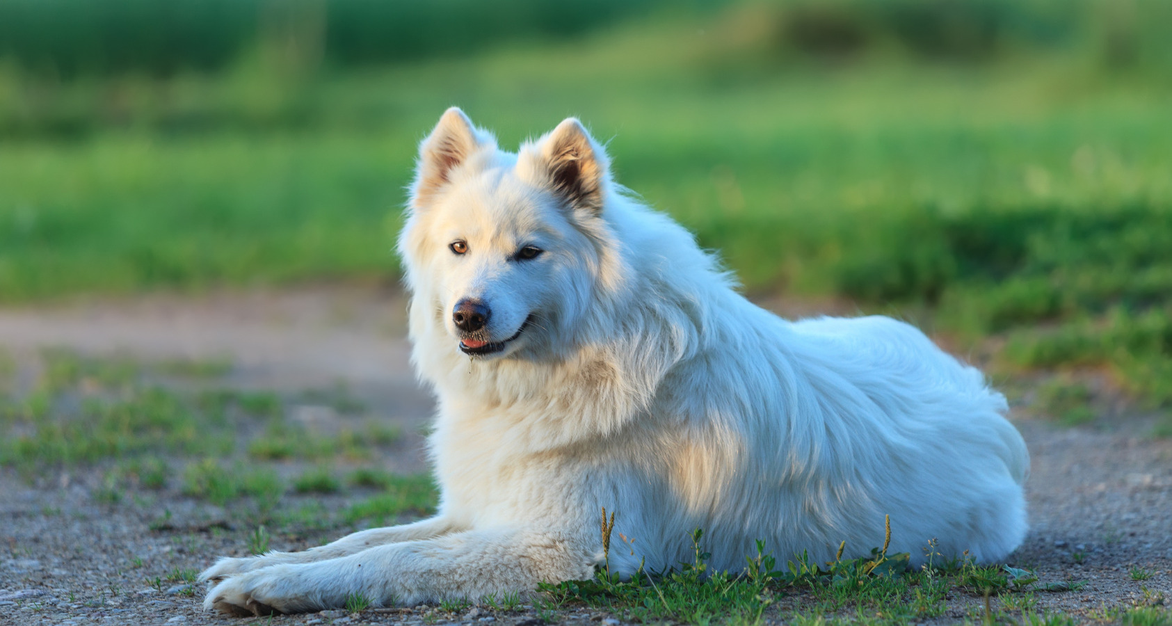 21 Dog Breeds Similar To Huskies 