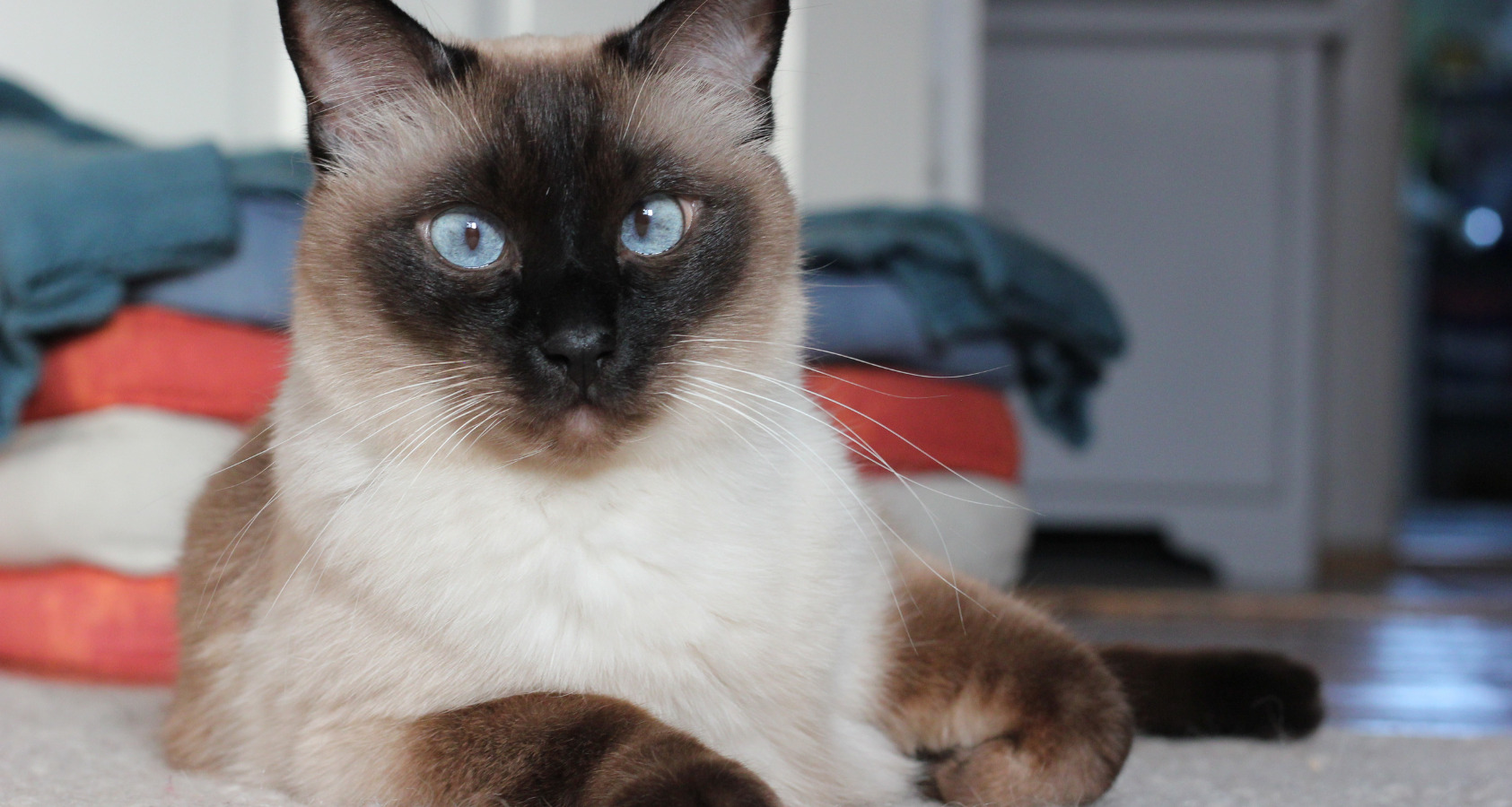 siamese cat 