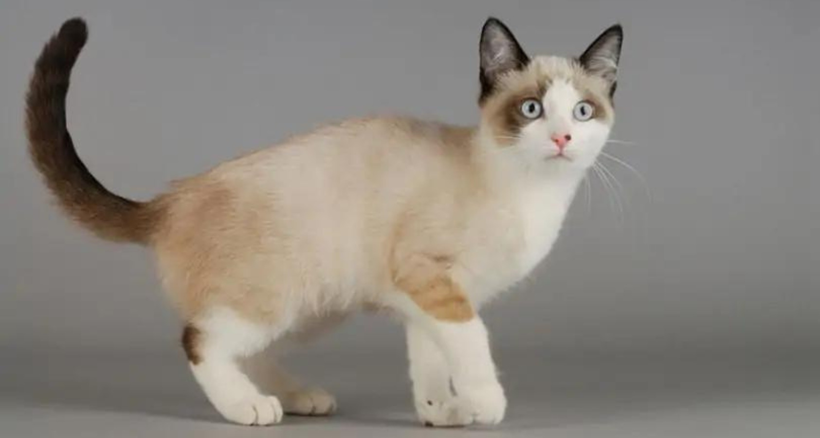 snowshoe cat