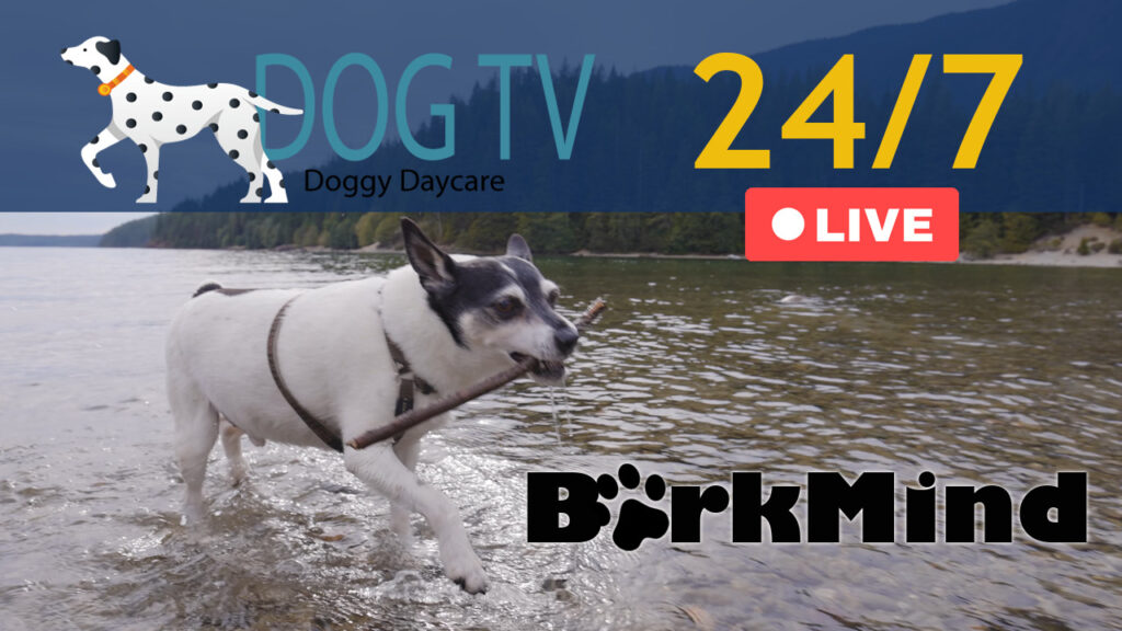 Barkmind Live Dog TV
