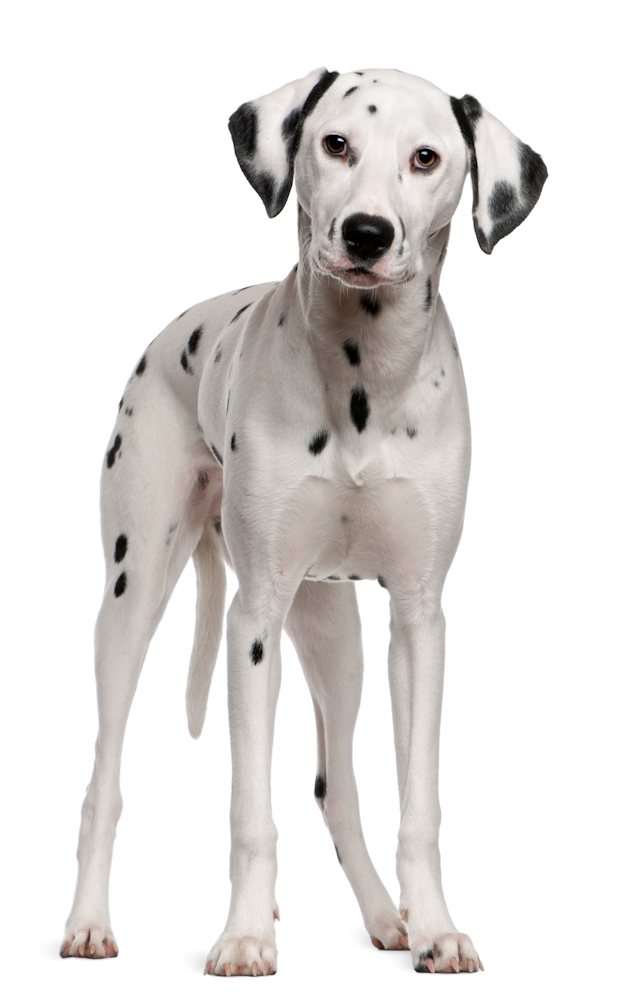 Dalmation Standing