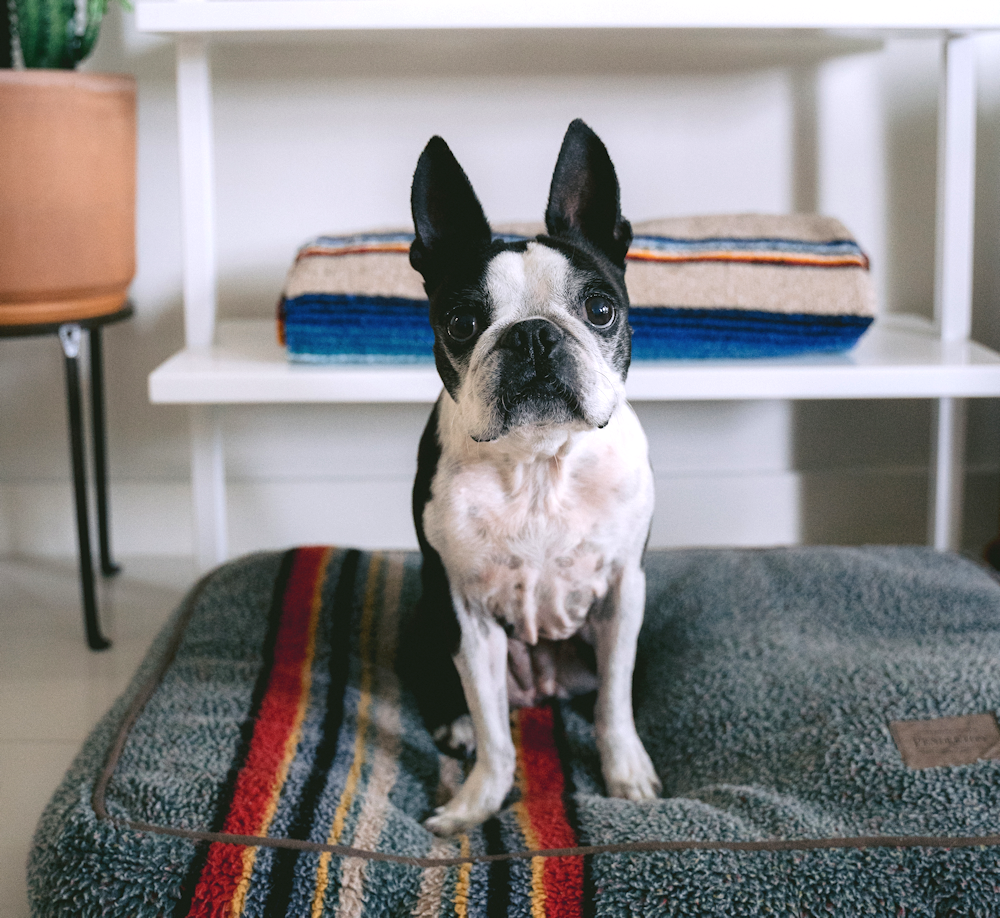 Dog With Expressive Ears