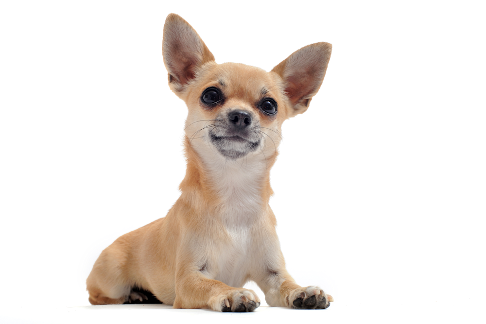 Chihuahua - smallest breed