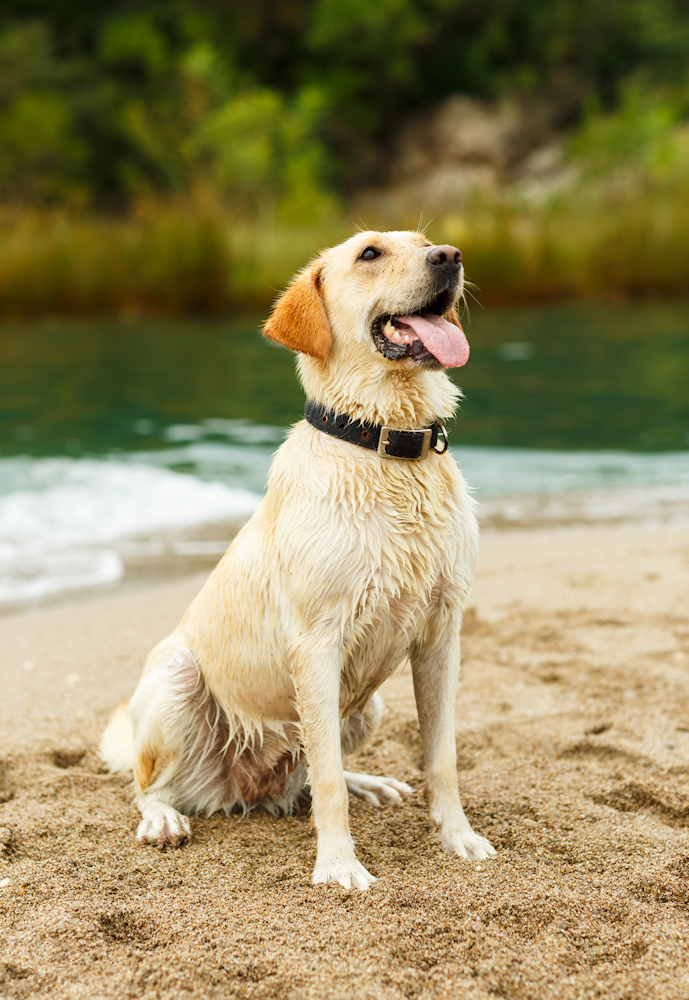 Labrador Retriever # 3 in our list of fun facts about dogs