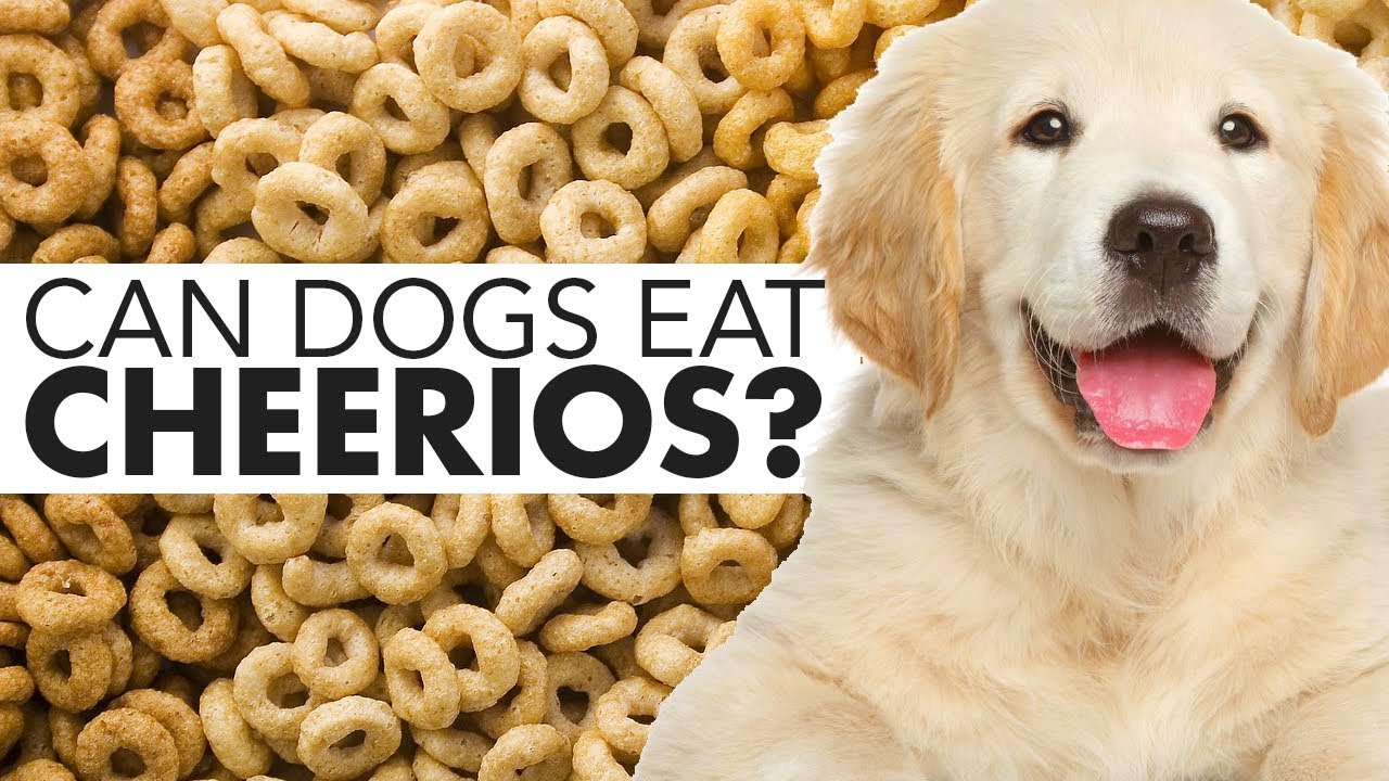 are cheerios cereal safe for dogs