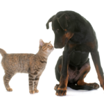 Are Dogs Smarter Than Cats?