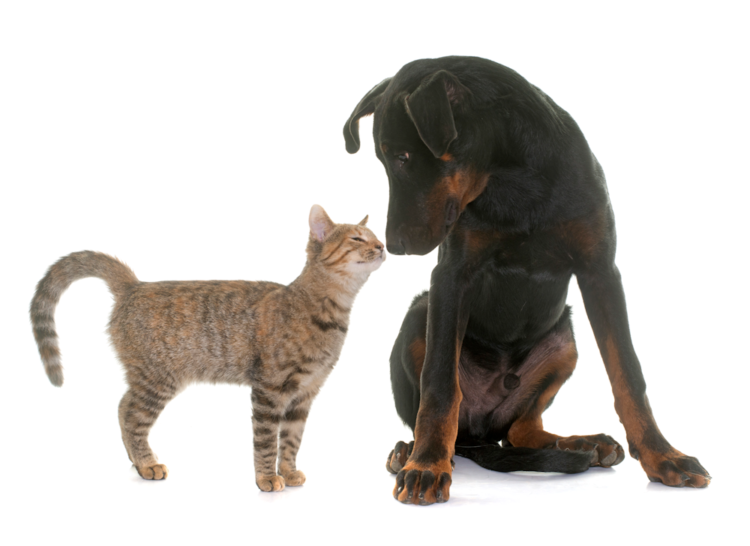 Are Dogs Smarter Than Cats? Barkmind