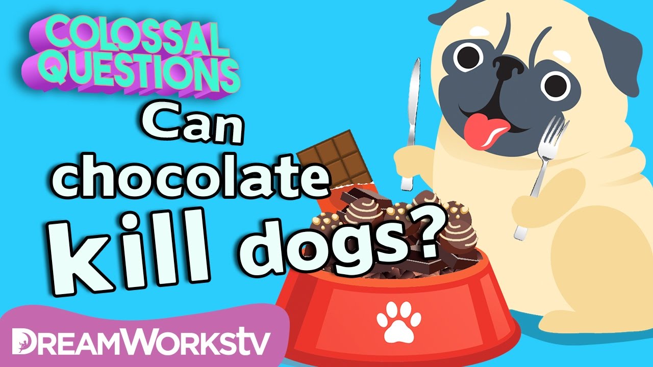 how much chocolate needed to kill a dog