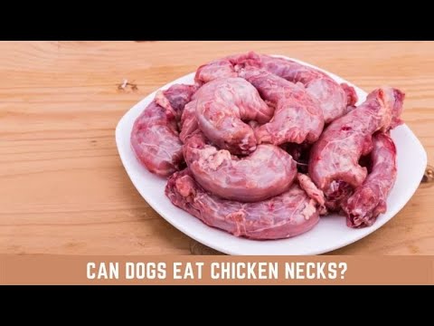 can dogs eat cooked duck neck
