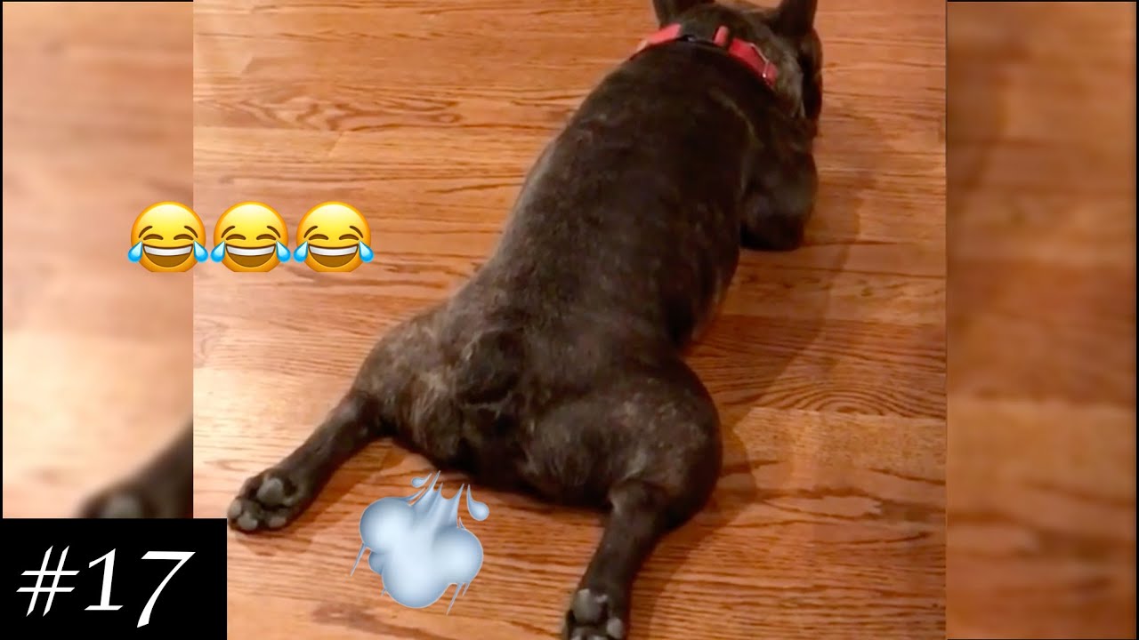 is it normal for a dog to fart