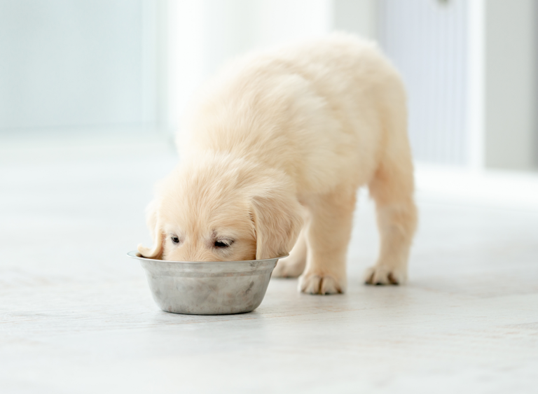 When Can Puppies Eat Adult Dog Food?