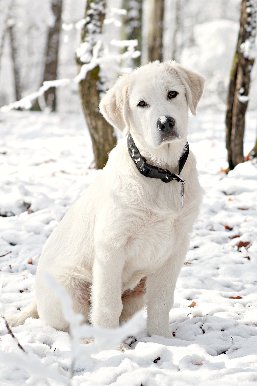 Great Pyrenees Labrador Mix in snow