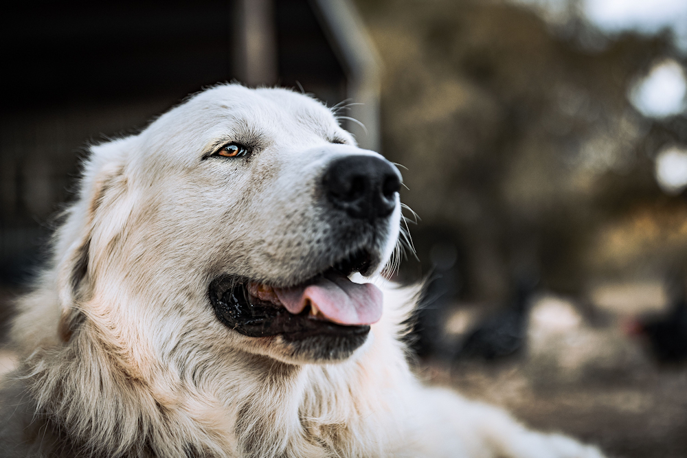 Great pyrenees lab laying down