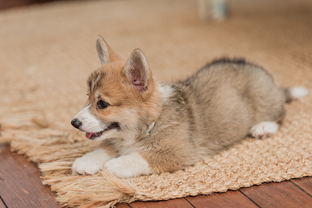 corgi puppy