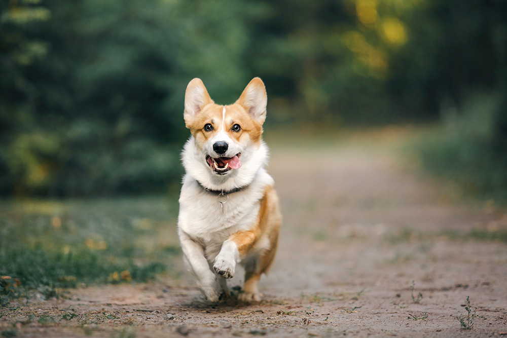 Corgi Puppies and Corgi Breed Guide