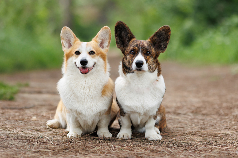 two welsh corgi dogs